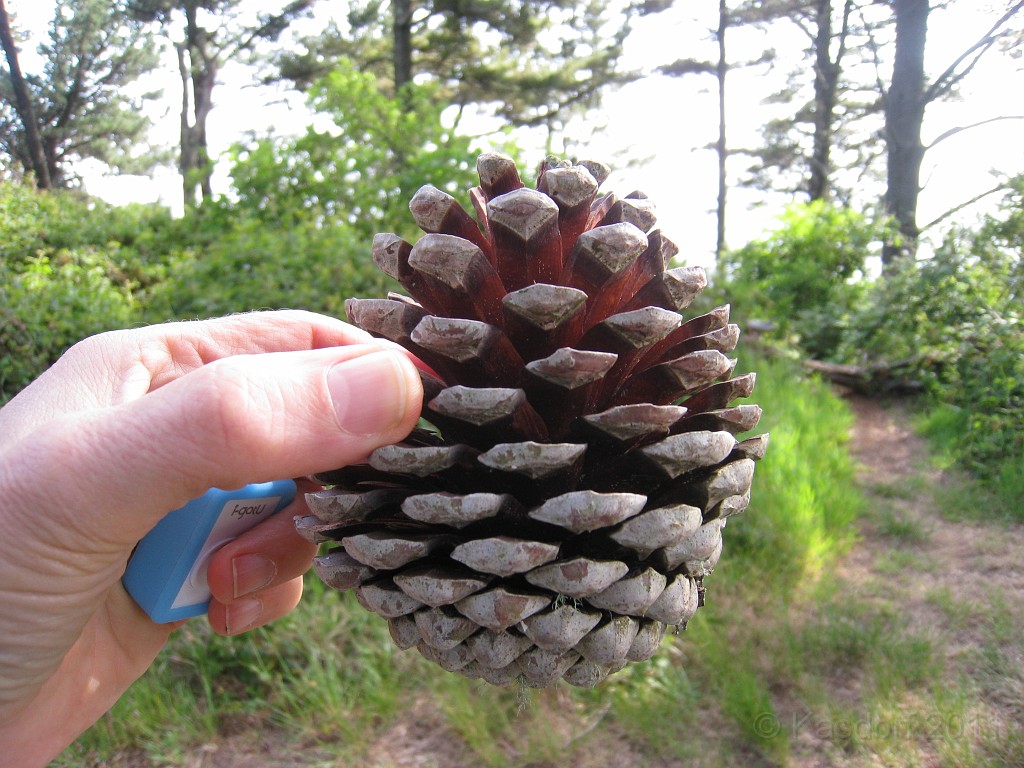 2011 Bay 2 Breakers Friday 0755.JPG - I was able to participate in the 100th annual running of the Bay to Breakers 12K race in San Francisco California. A weekend for sightseeing and racing.